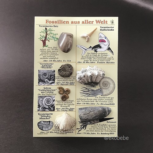 7 Fosiliju Kolekcija no Visas Pasaules