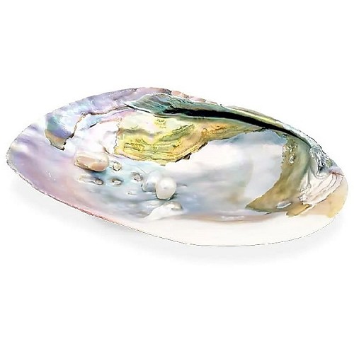 Mother of Pearl Shell with Pearls